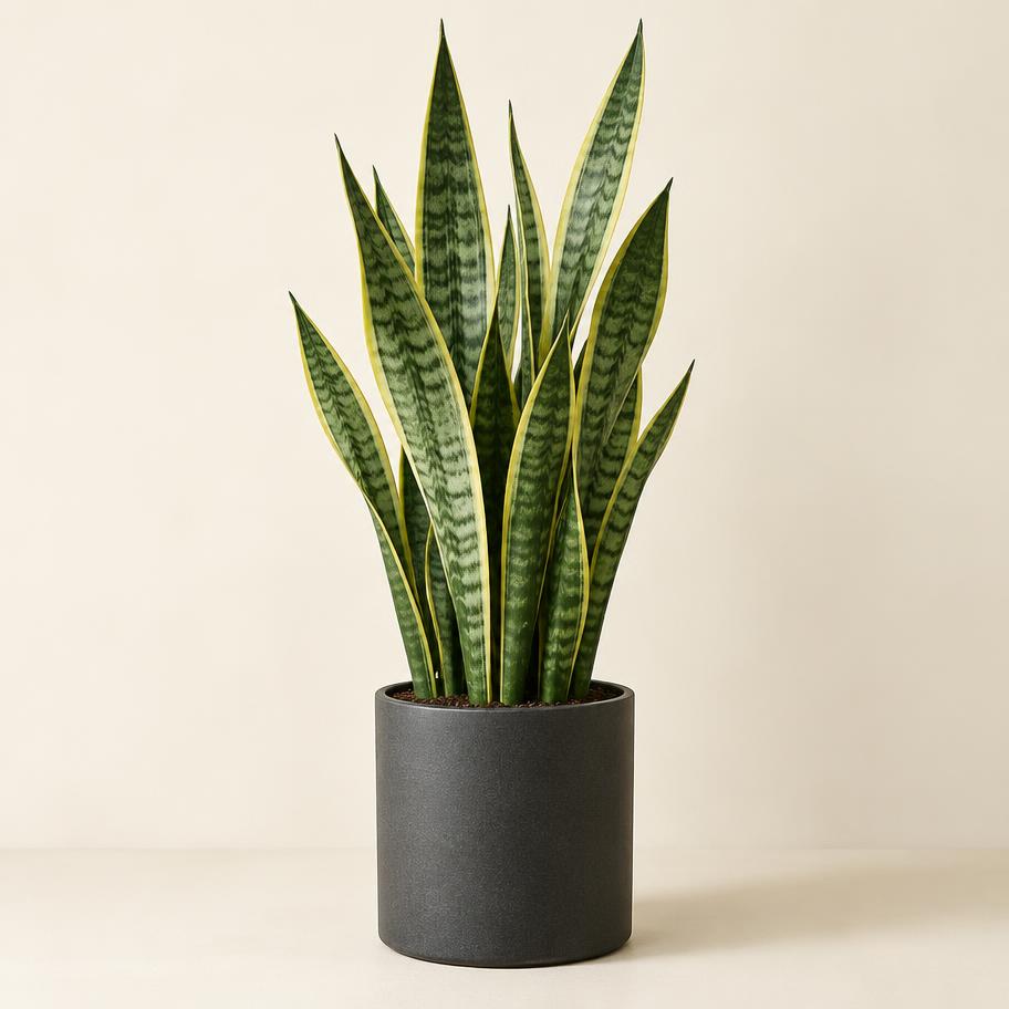 Snake Plant
